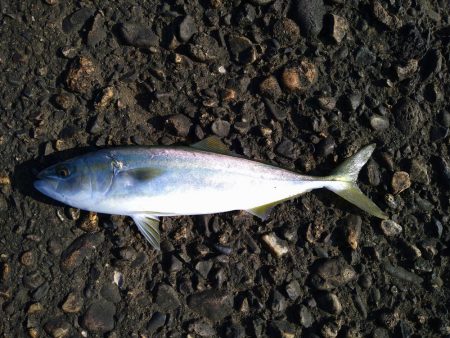 エギングがダメだったので